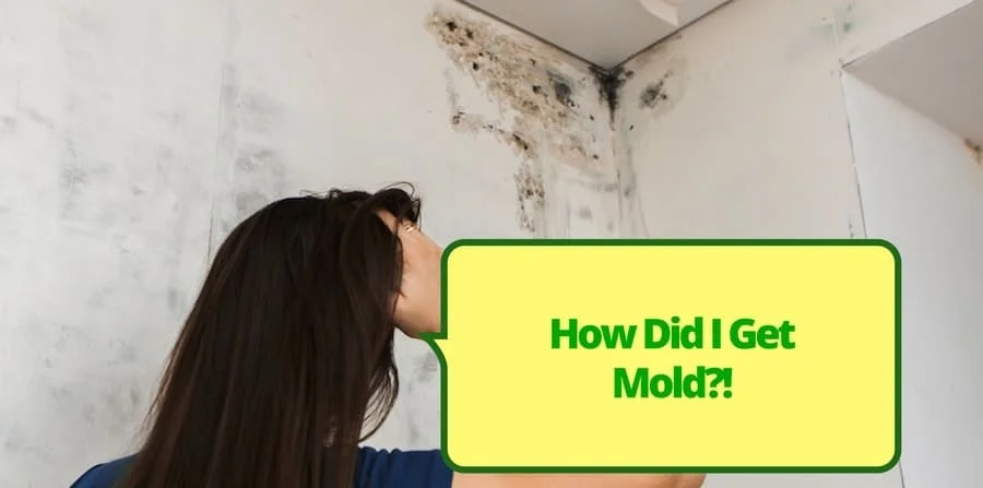 How-Did-I-Get-Mold