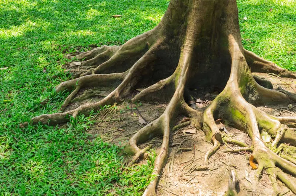 Disaster in the Making: How Tree Roots Affect Your Pipes