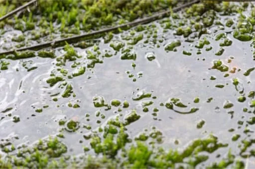 wet-lawn