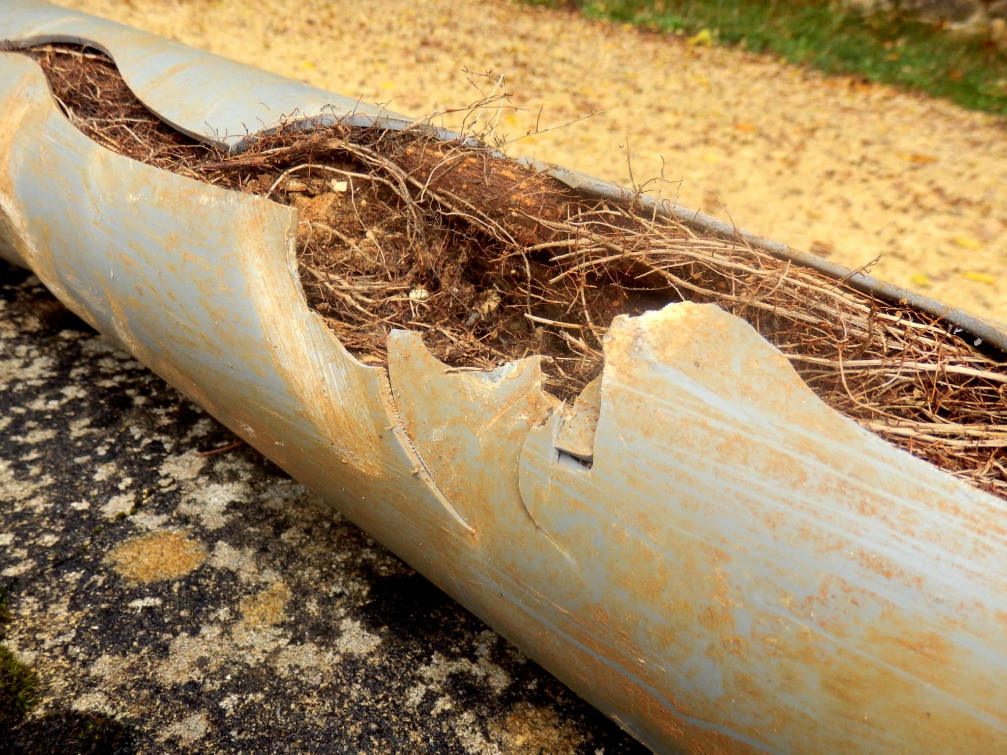 Roots destroying sewer pipes, Plumbing Lines.