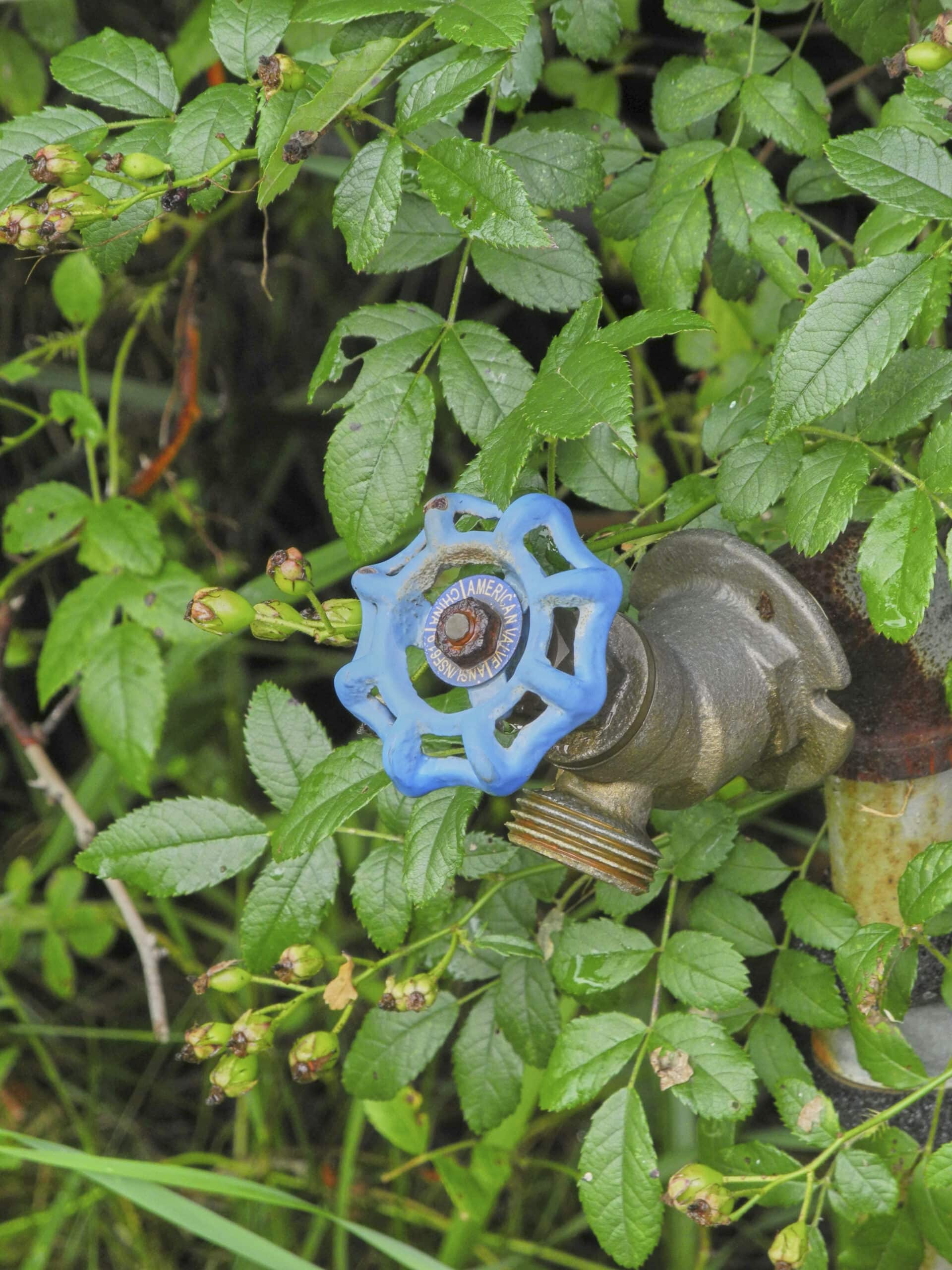 Blue handled water spigot surrounded by green leaves, Outdoor spigot upgrade.