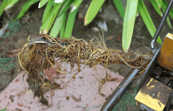 Tree roots pulled from a clogged sewer line.